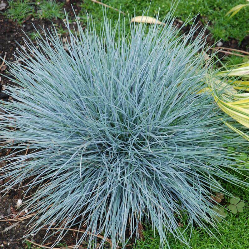 Blue Fescue - 7