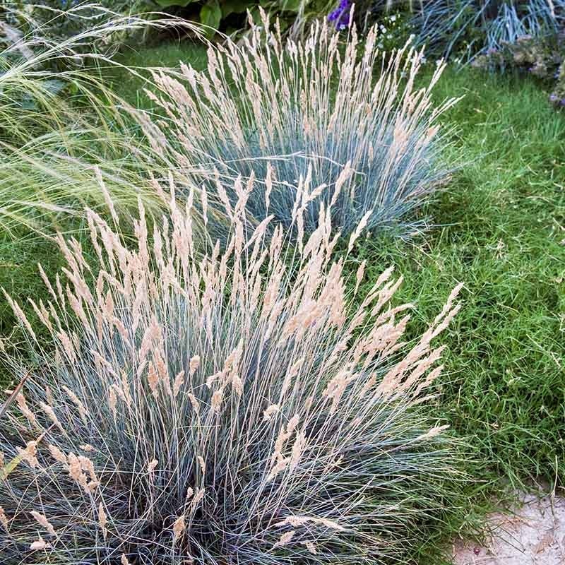 Blue Fescue - 1