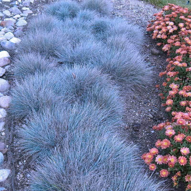 Blue Fescue - 0