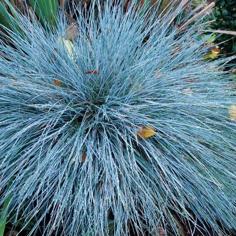 Blue Fescue - 4