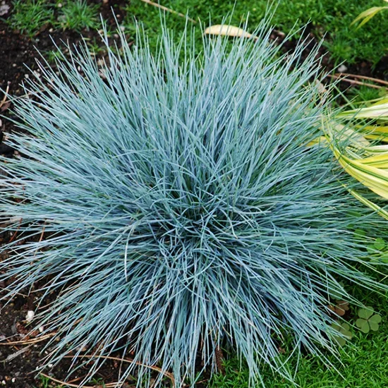 Blue Fescue - 5