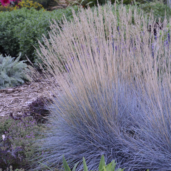 Blue Fescue - 2