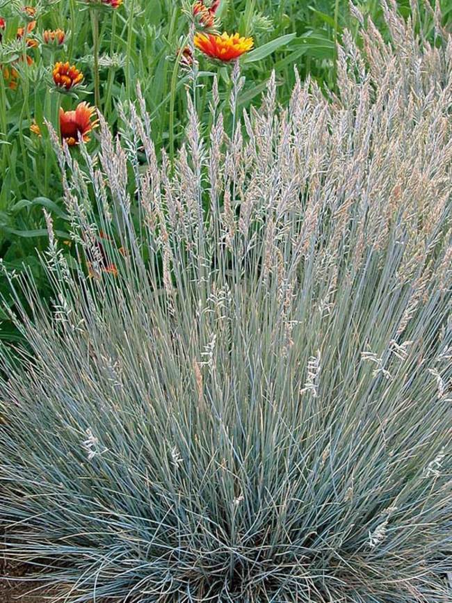 Blue Fescue - 8