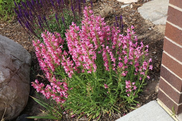 Eflin Pink Penstemon - 2