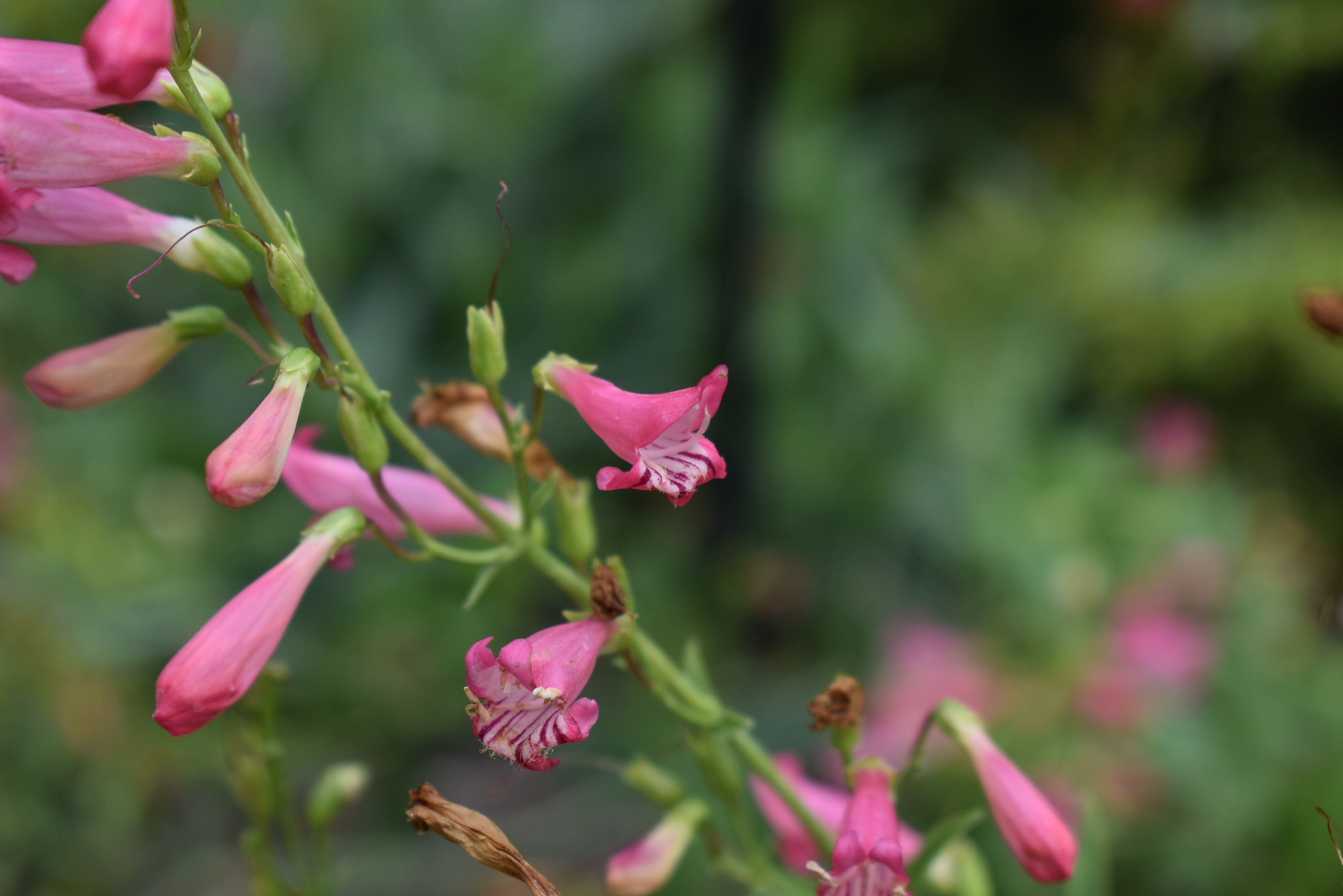 Eflin Pink Penstemon