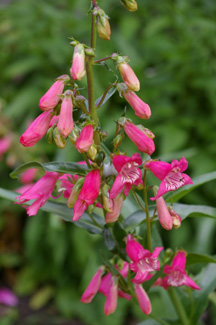 Eflin Pink Penstemon - 9