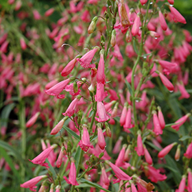 Eflin Pink Penstemon - 1