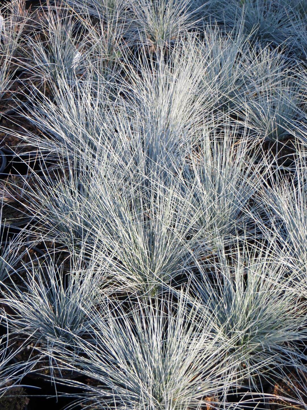 Blue Fescue - 2