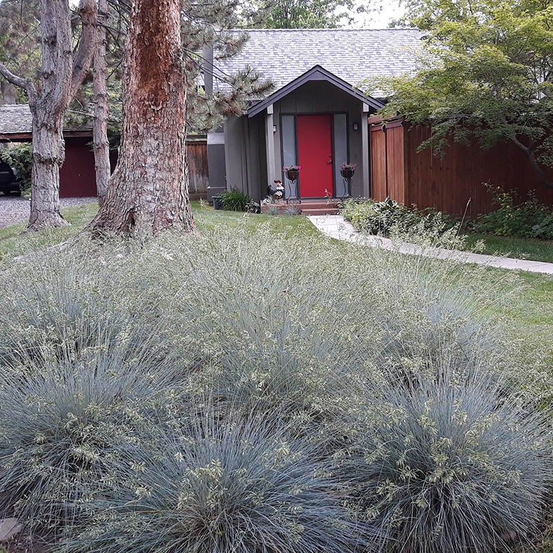 Blue Fescue