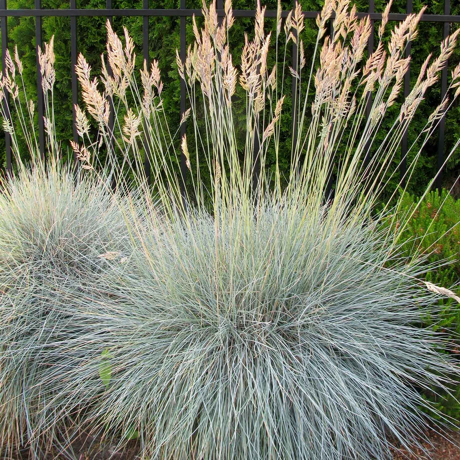 Blue Fescue - 5