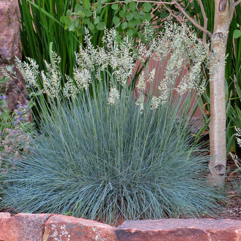 Blue Fescue - 7