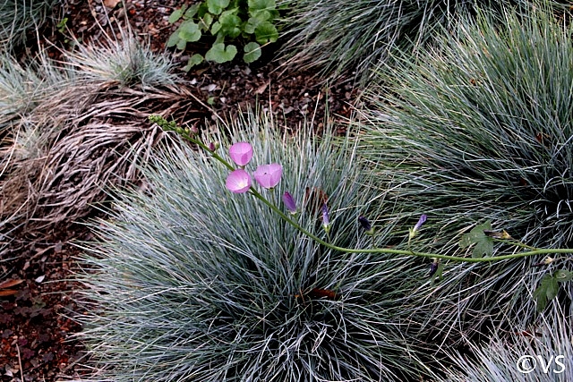 Blue Fescue - 4