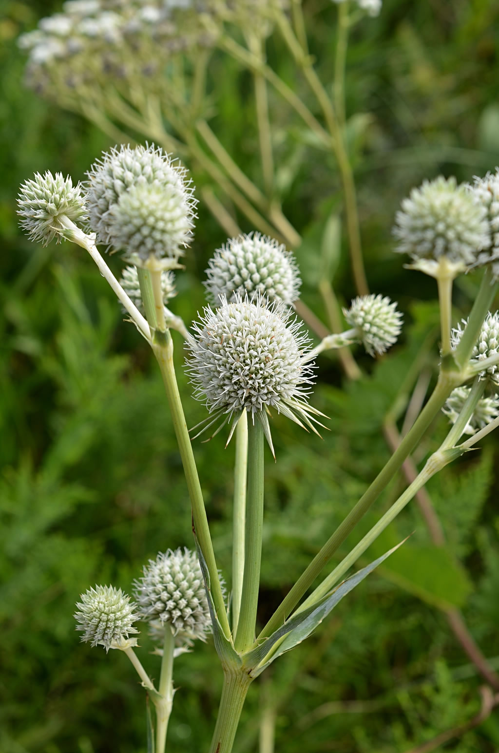 Rattlesnake Master - 2