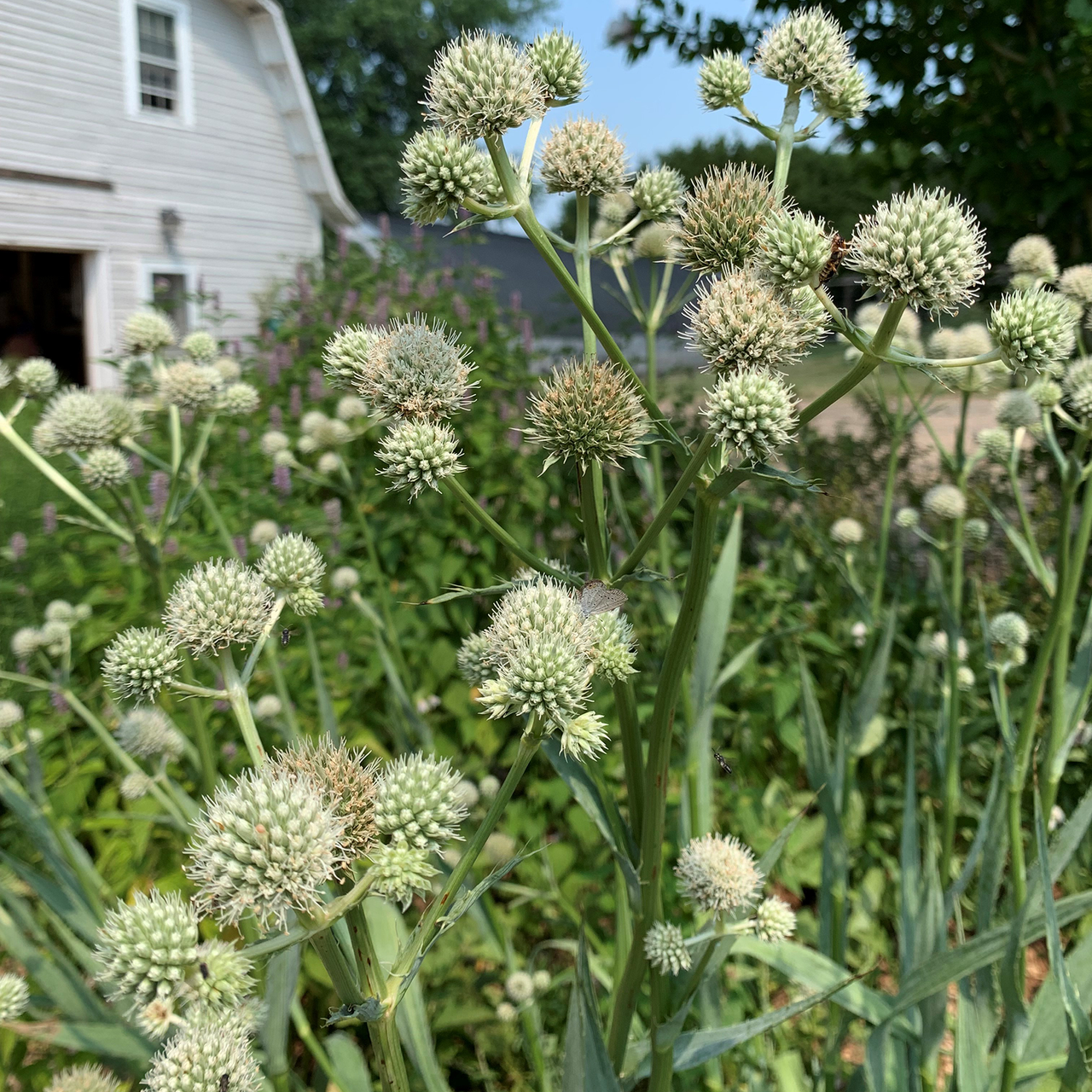 Rattlesnake Master - 4