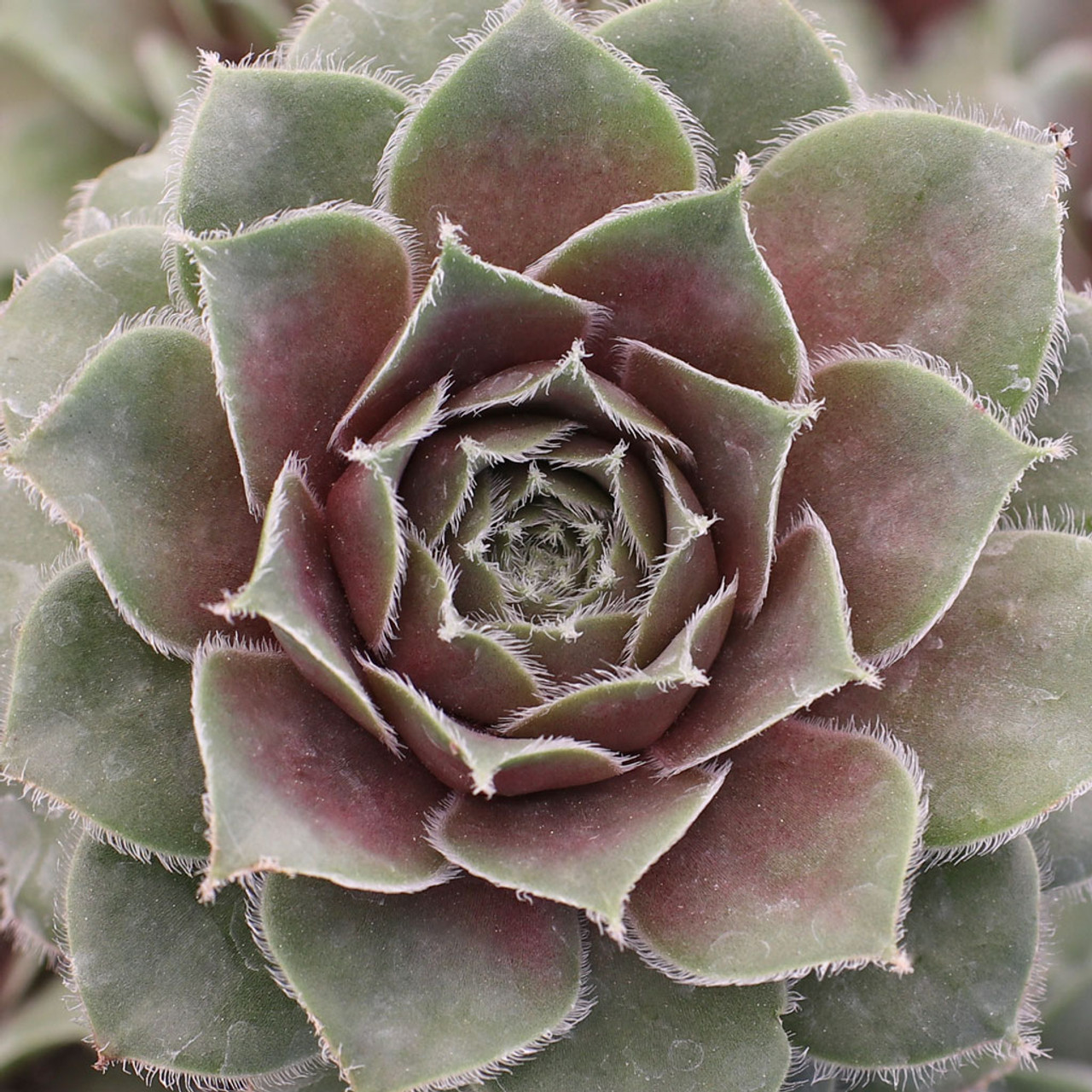 Hens and Chicks - 7