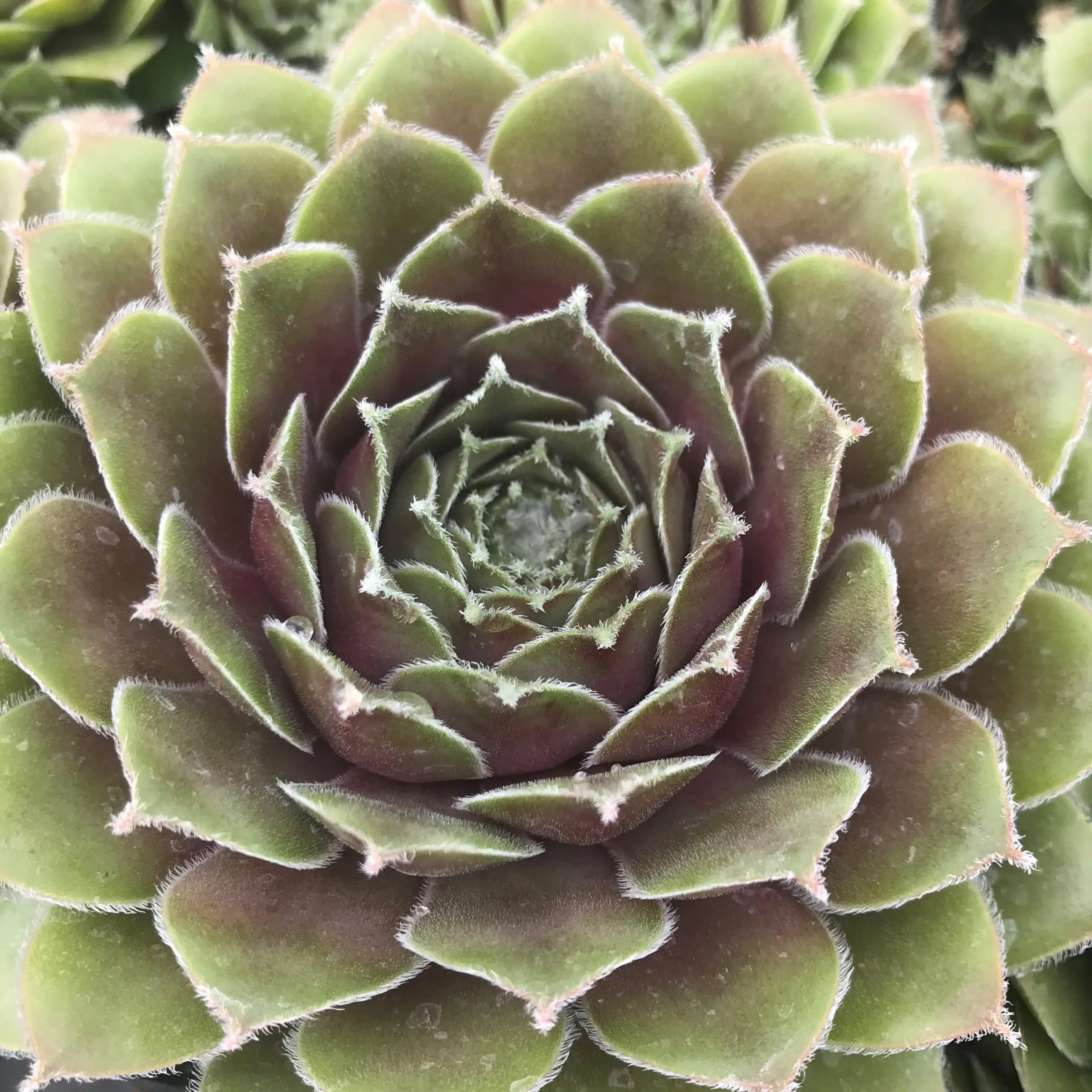 Hens and Chicks - 5