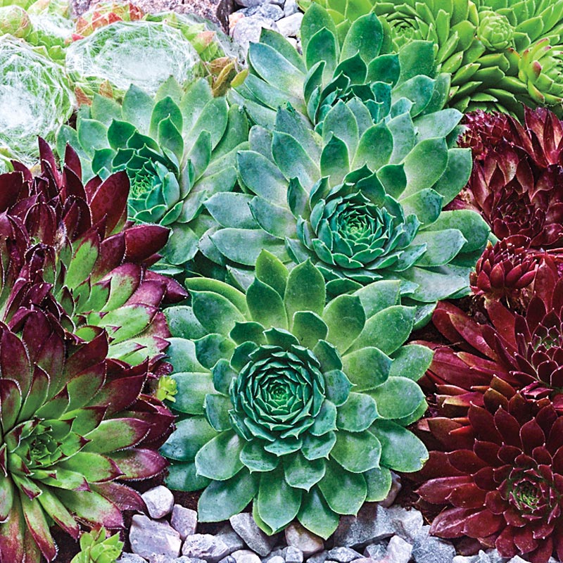 Hens and Chicks - 0