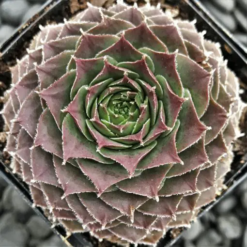 Hens and Chicks - 2