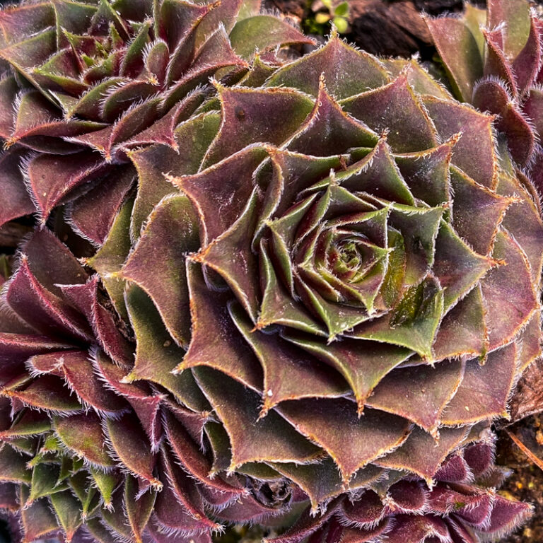 Hens and Chicks - 8