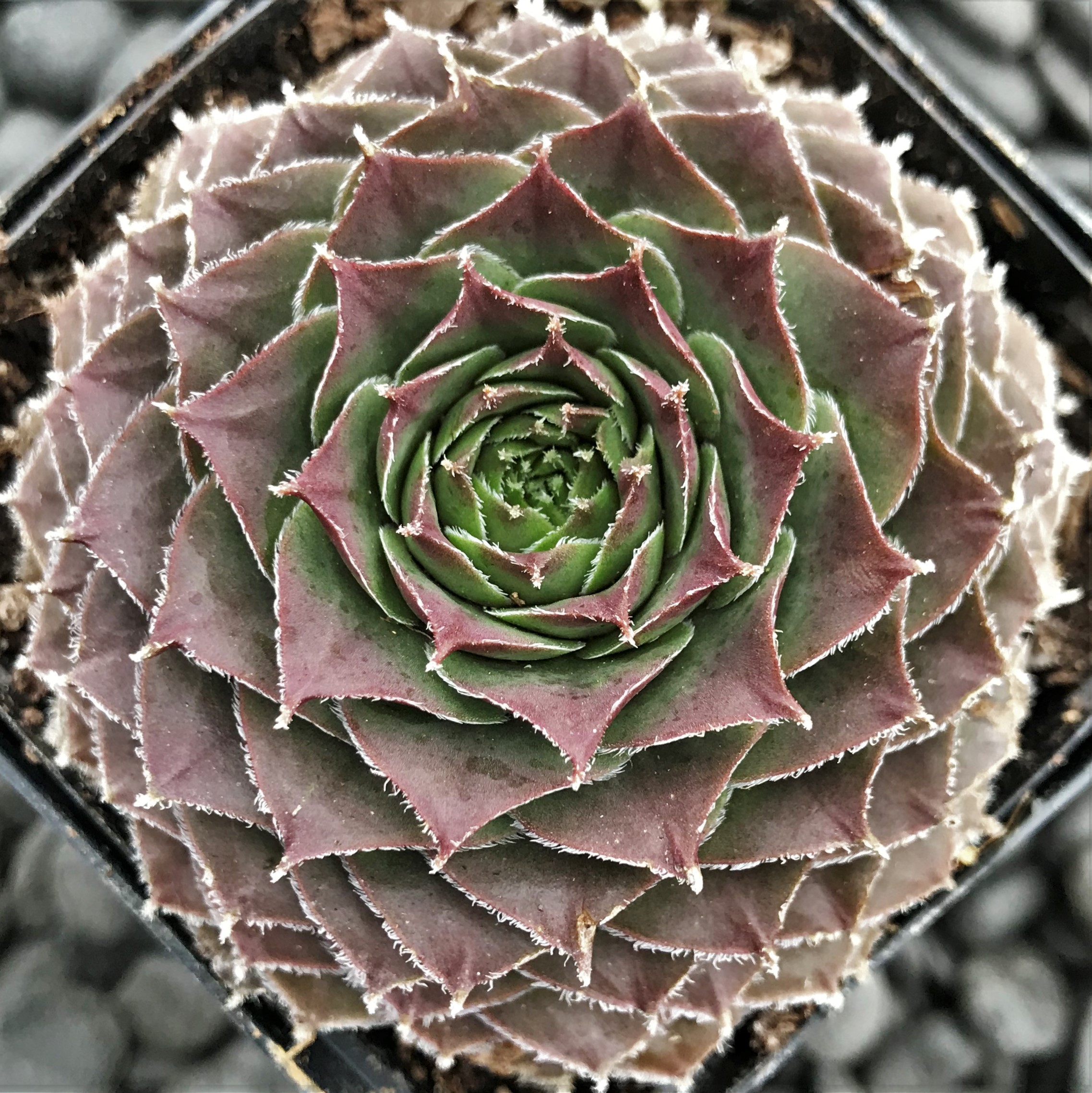 Hens and Chicks - 4