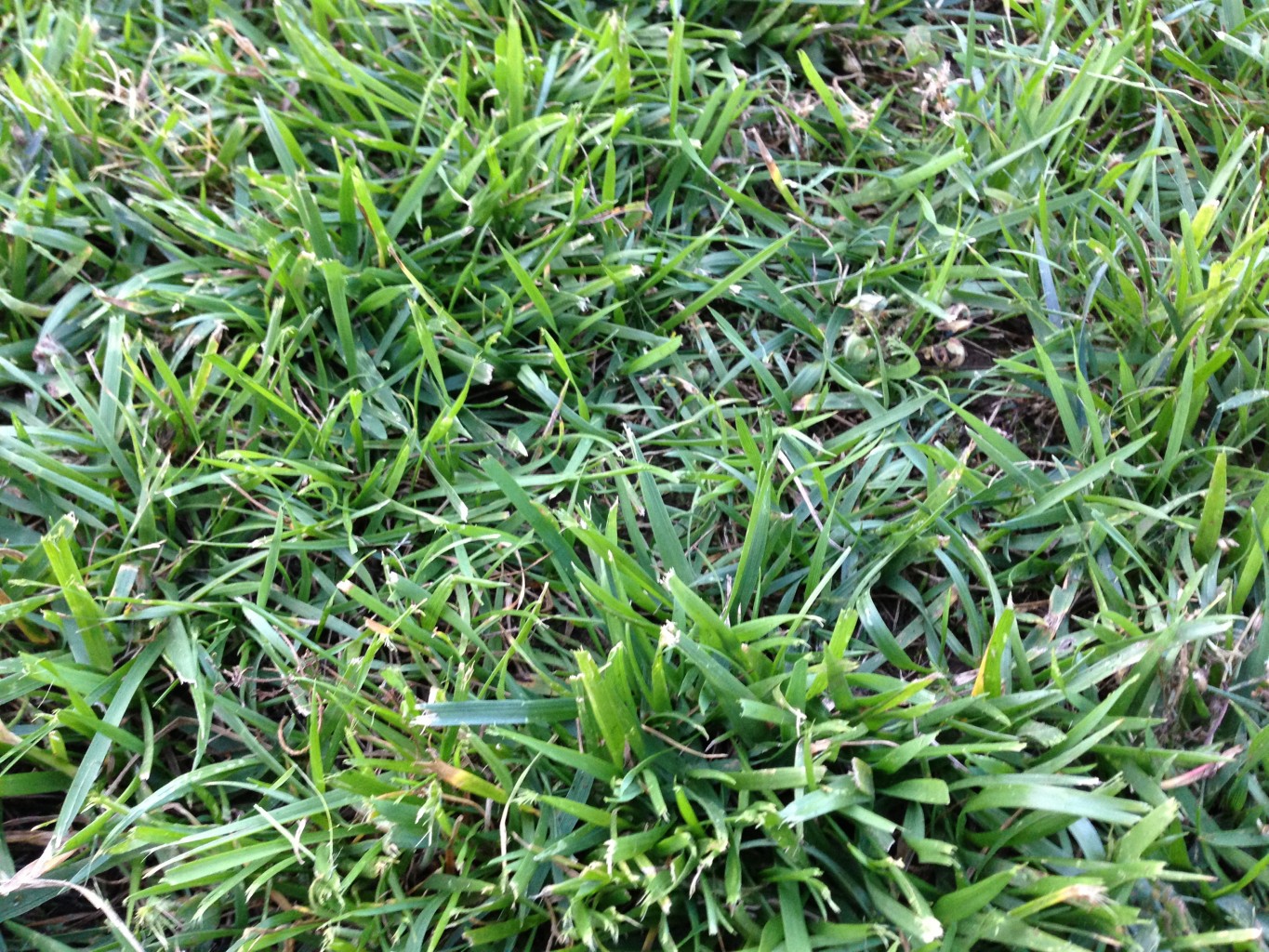 Turf Style Tall Fescue - 2