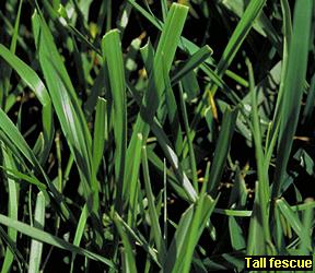 Turf Style Tall Fescue - 1