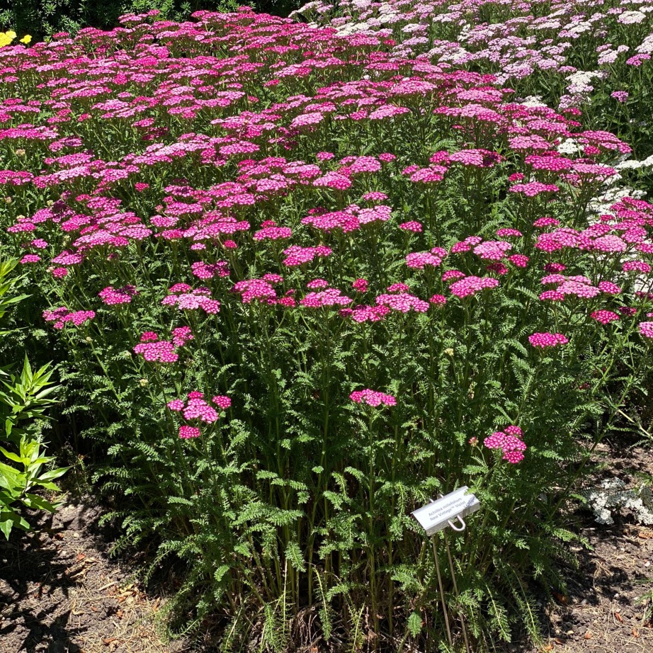 Achillea Yarrow - 3