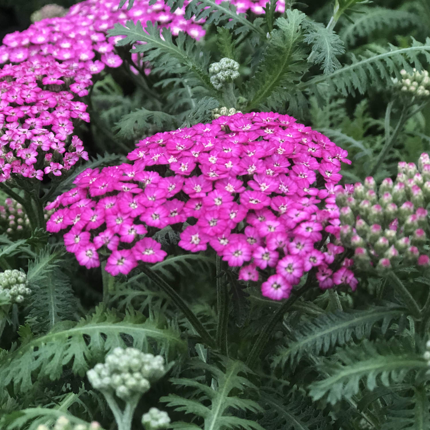 Achillea Yarrow - 9