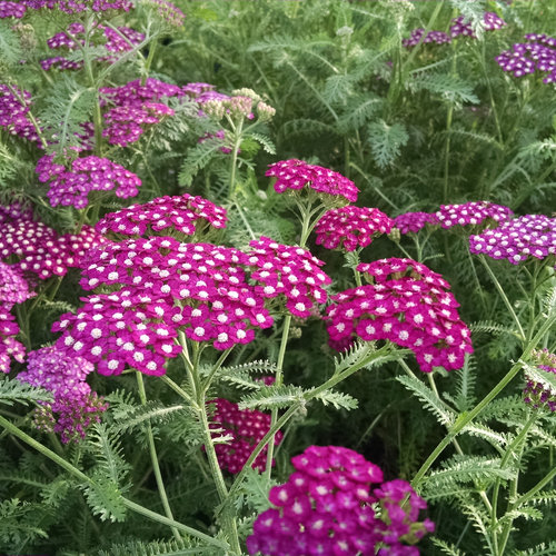 Achillea Yarrow - 4