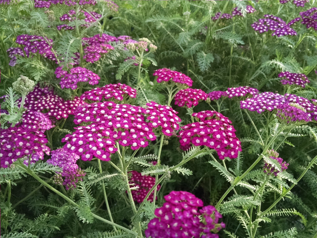 Achillea Yarrow - 5