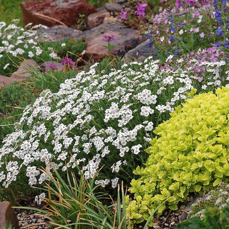 Achillea Greek Yarrow - 3