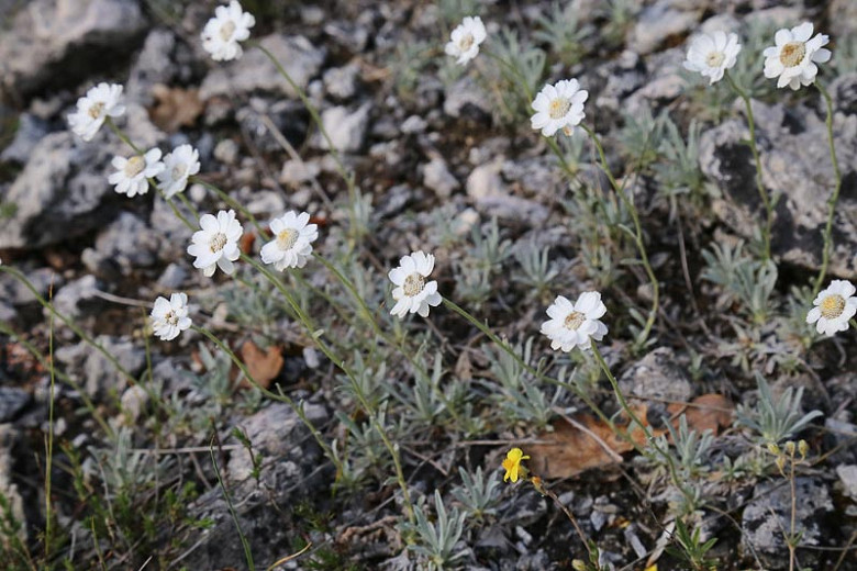 Achillea Greek Yarrow