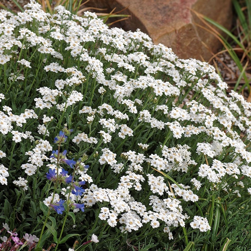 Achillea Greek Yarrow - 9