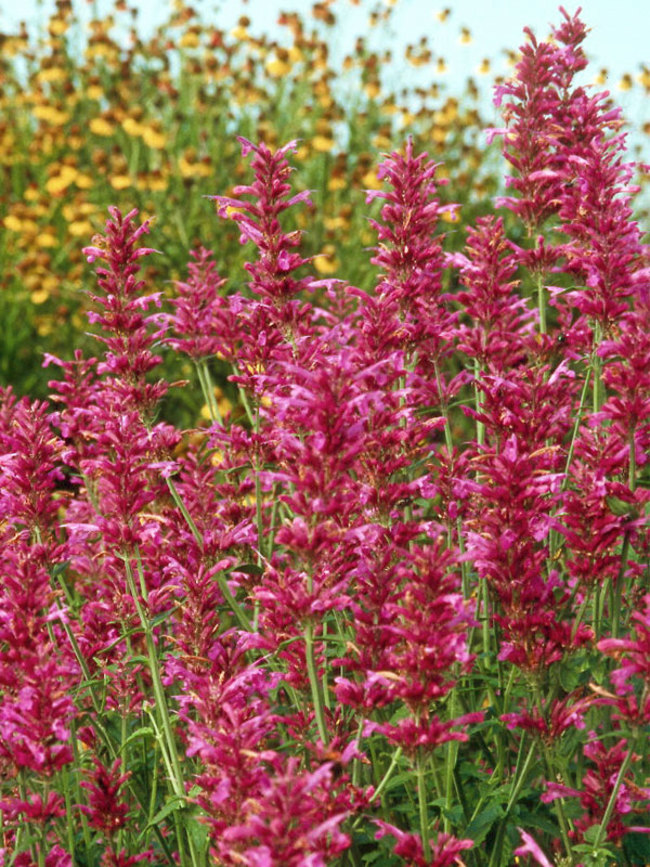 Hyssop