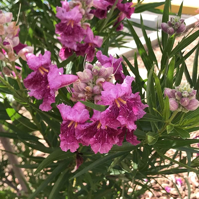 Desert Willow - 4