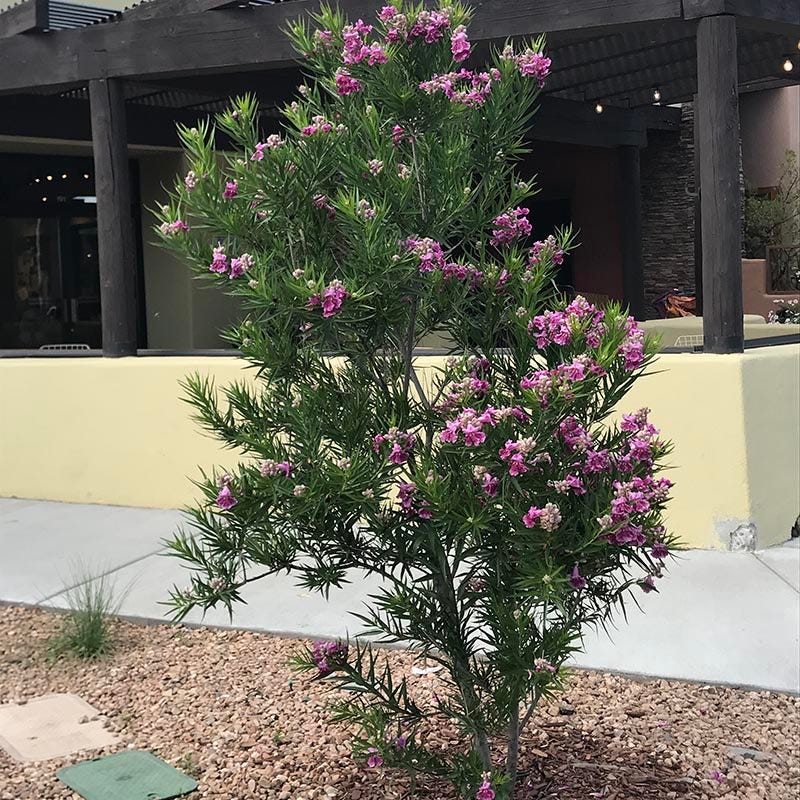 Desert Willow - 2