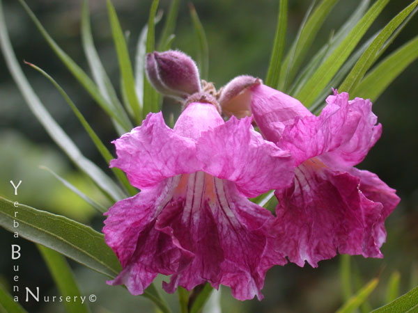 Desert Willow - 3