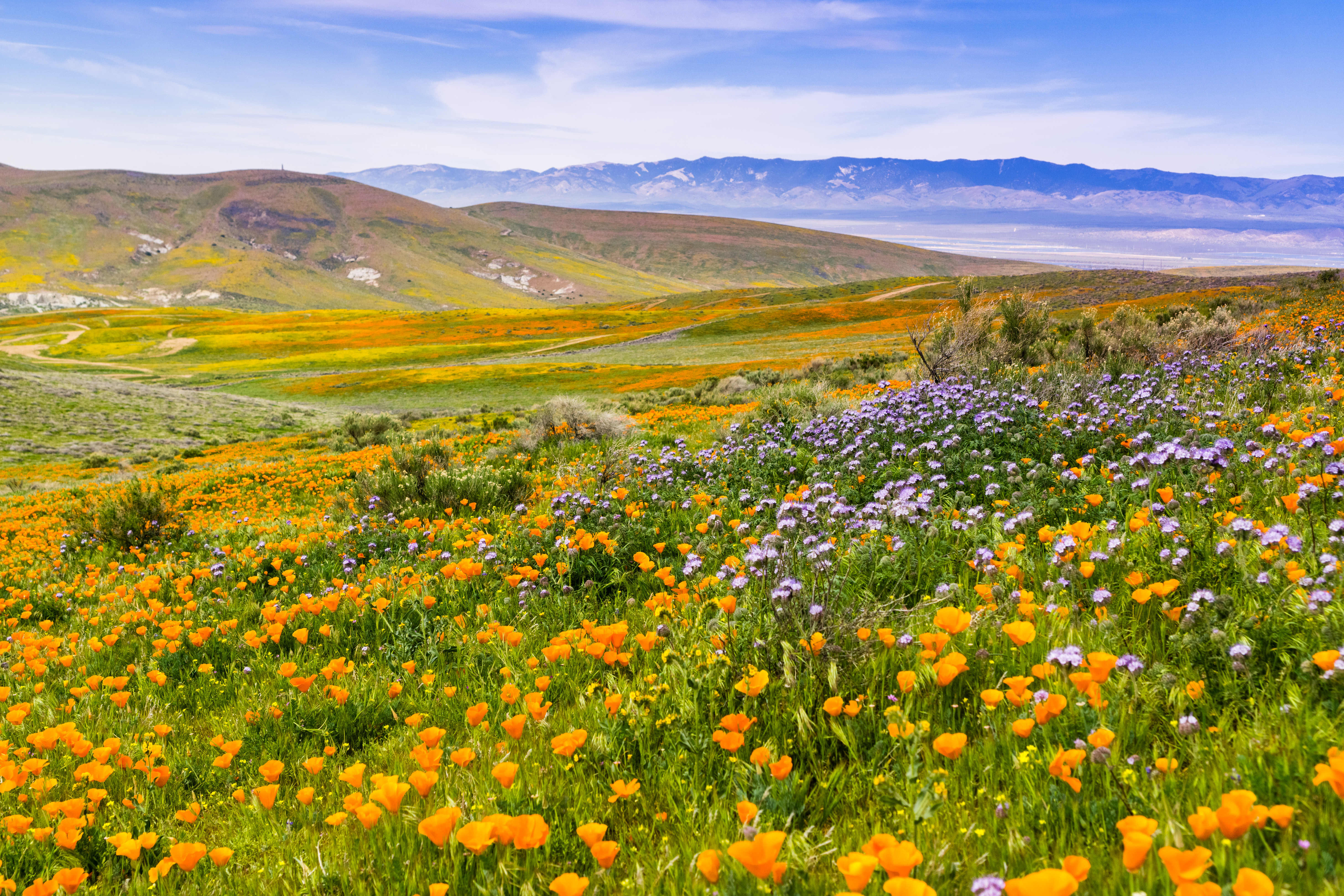 Native Wild Flowers