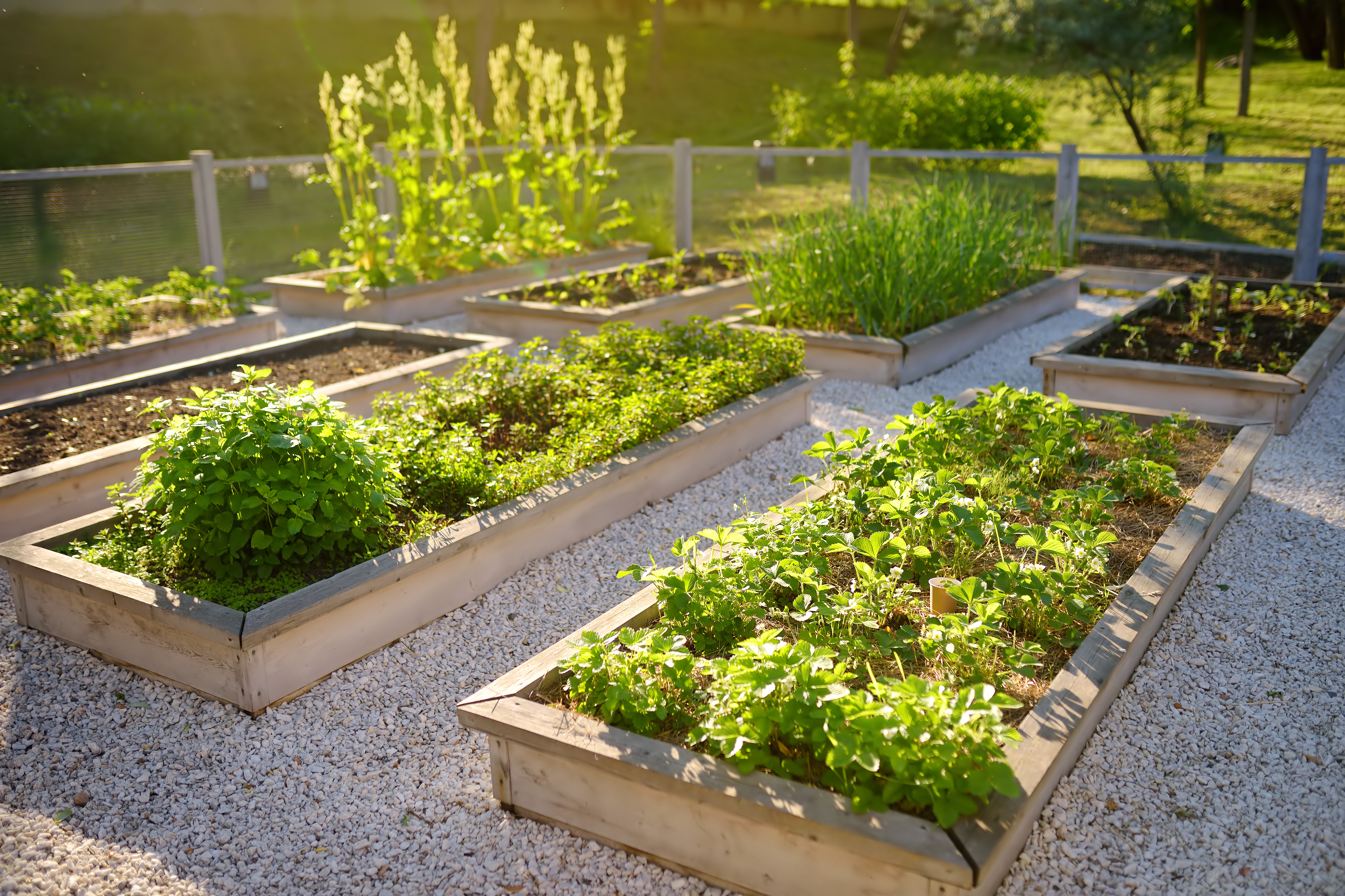 Vegetable Garden Design