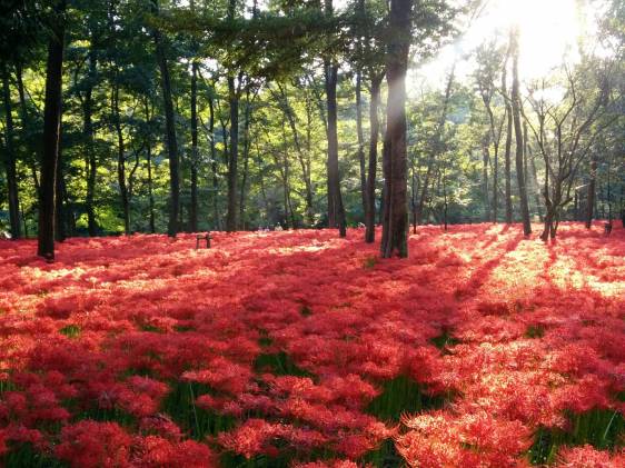 Red Spider Lily Festival