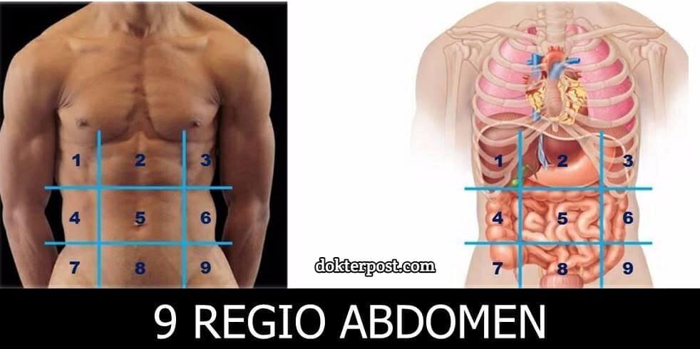 9 regio abdomen 1 stripalllossy1ssl1