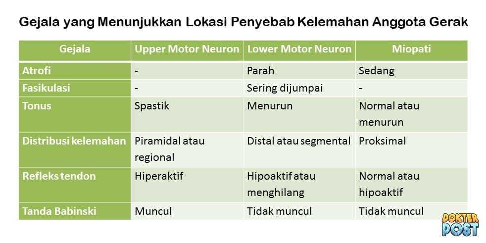 Gejala yang Menunjukkan Lokasi Penyebab Kelemahan Anggota Gerak stripalllossy1ssl1