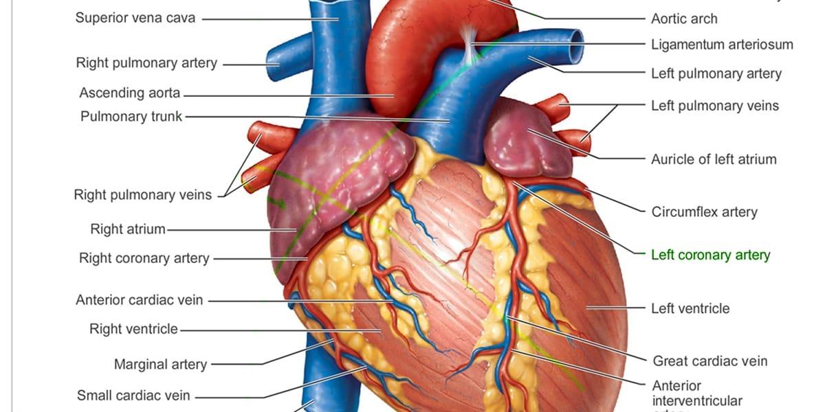Heart Anatomy stripalllossy1ssl1