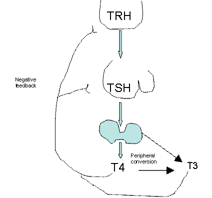 TRH TSH Tiroksin axis stripalllossy1ssl1