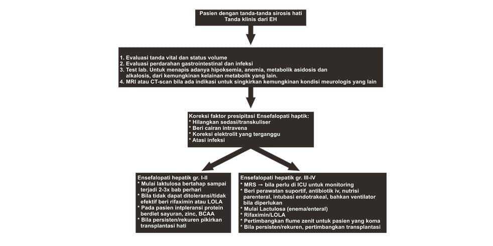 Algoritma ensefalopati hepatik stripalllossy1ssl1