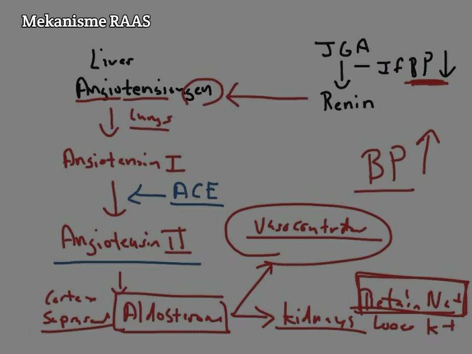 Mekanisme Renin Angiotensin Aldosteron System stripalllossy1ssl1