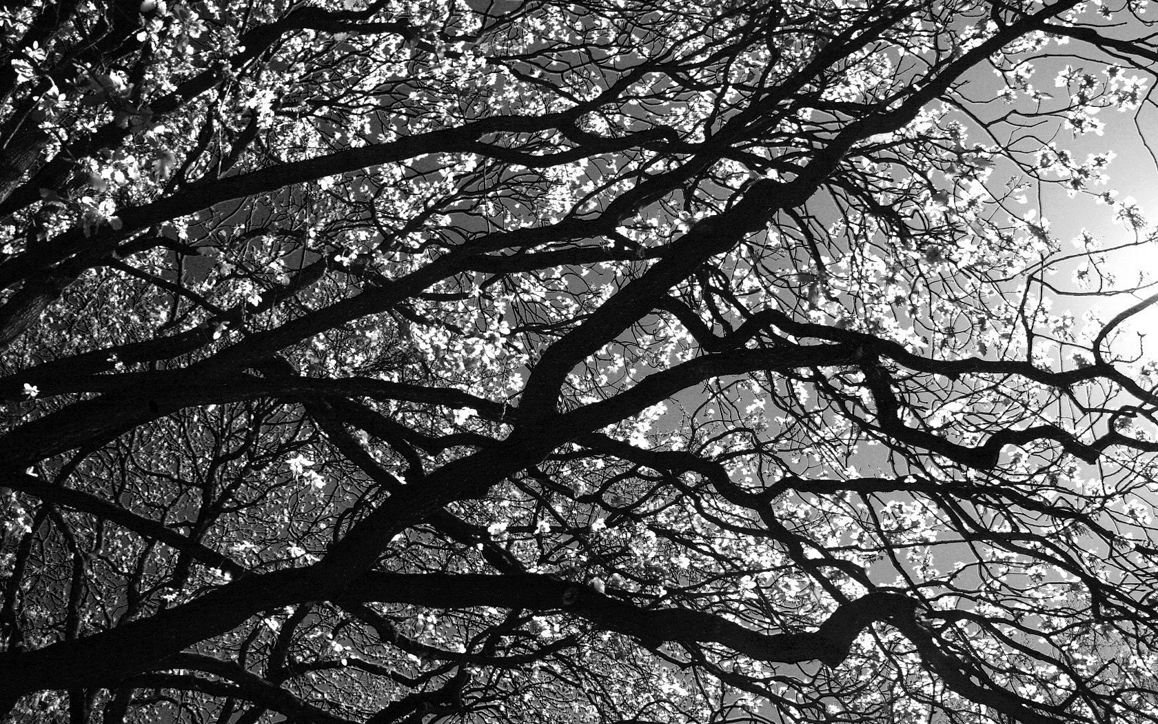 header-img