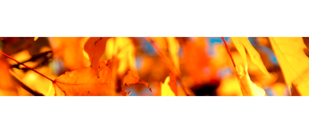 header-img