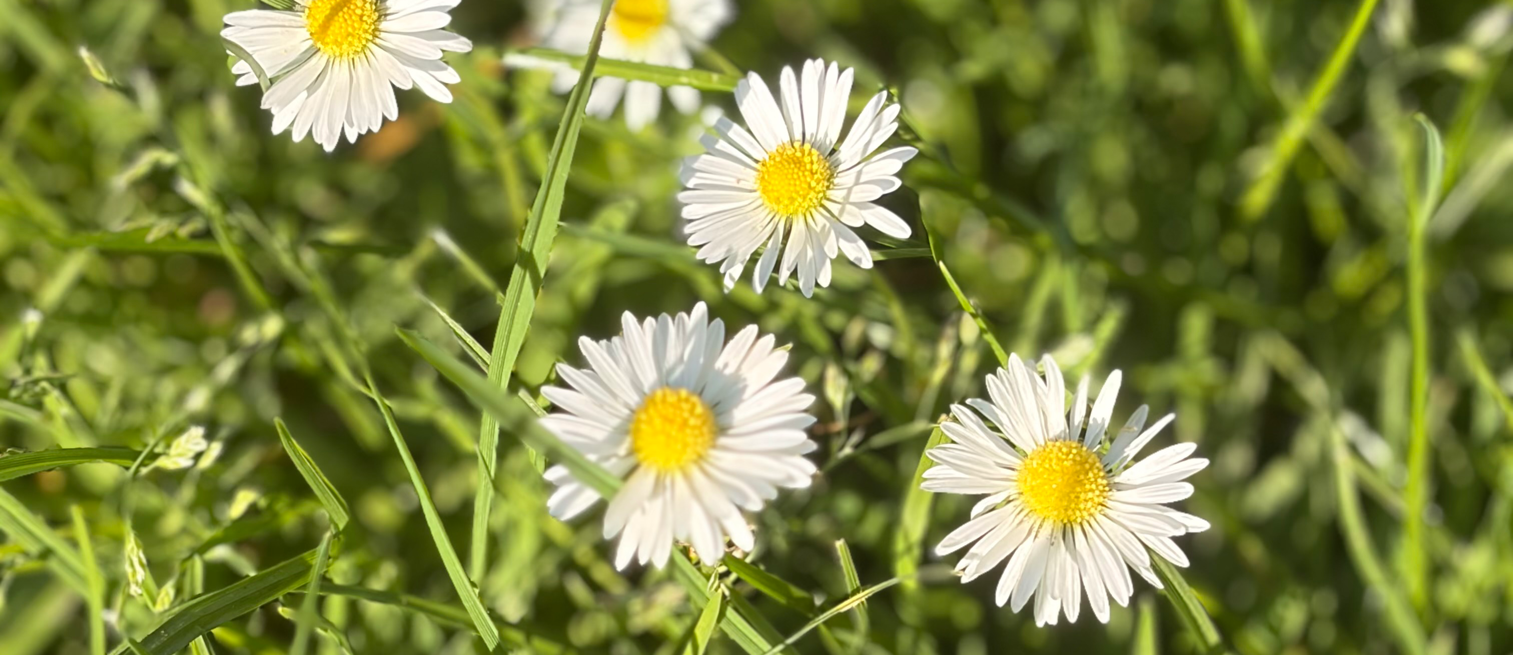 header-img