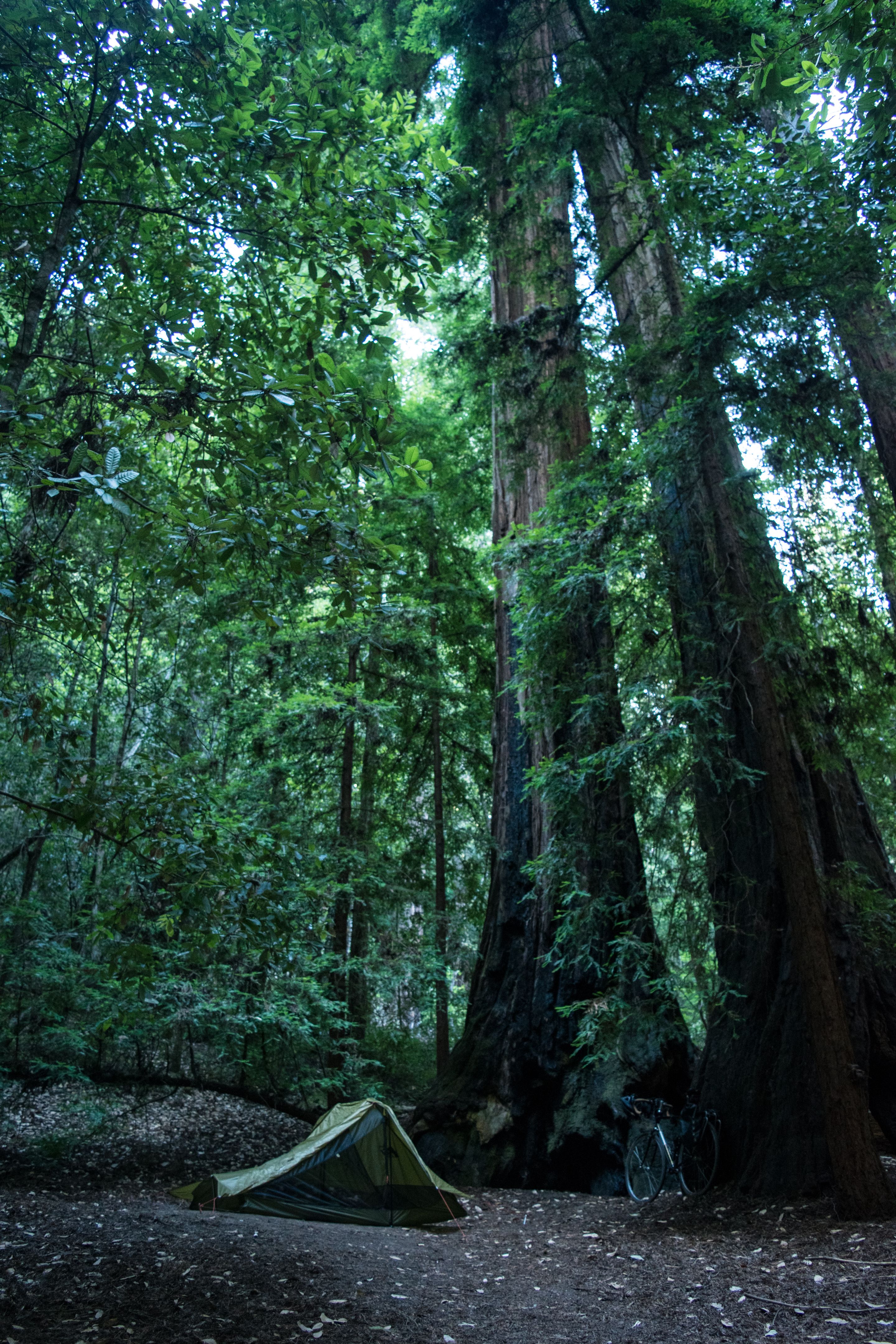 Big Basin Redwoods State Park